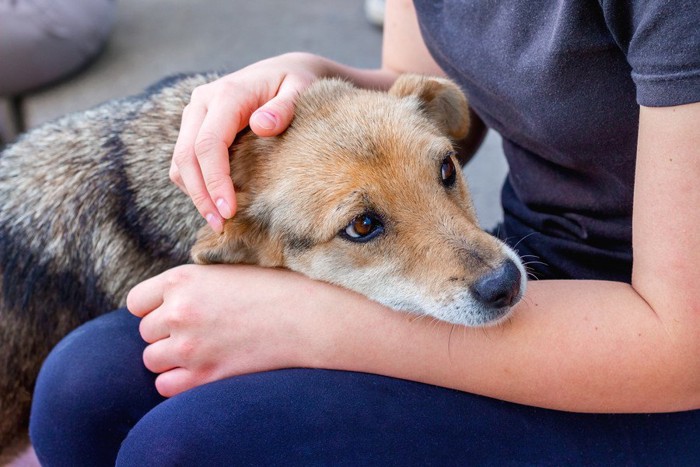 甘える犬を労わる女性