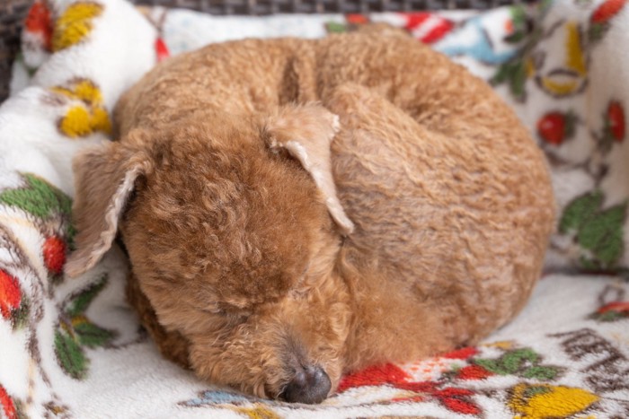 丸まって眠る犬