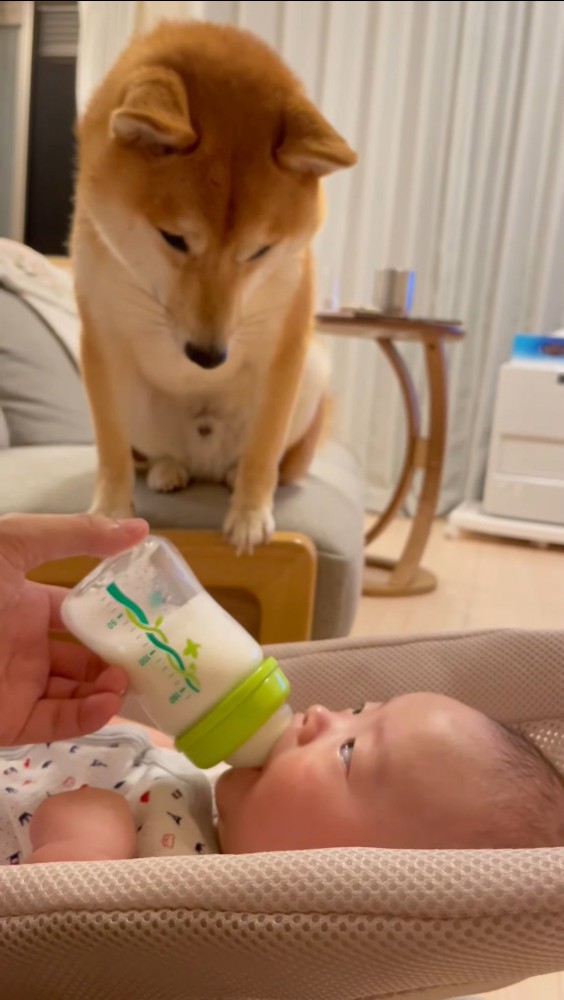 見つめ合う赤ちゃんと犬