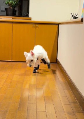 「おいで〜!」