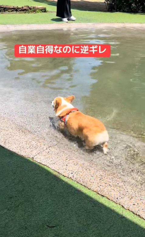 ボールを水に落としたリッツくん