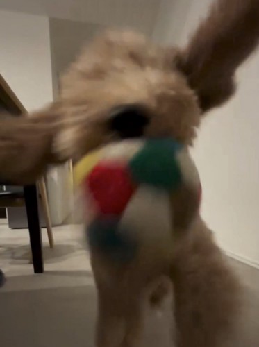 ダッシュで来る犬2