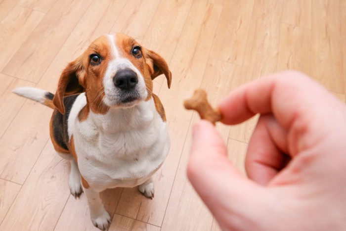 おやつを座ってみている犬