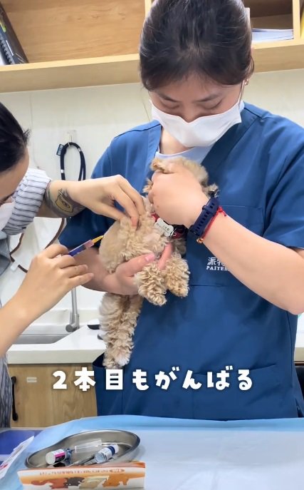 2本目の注射を打たれるこむぎくん