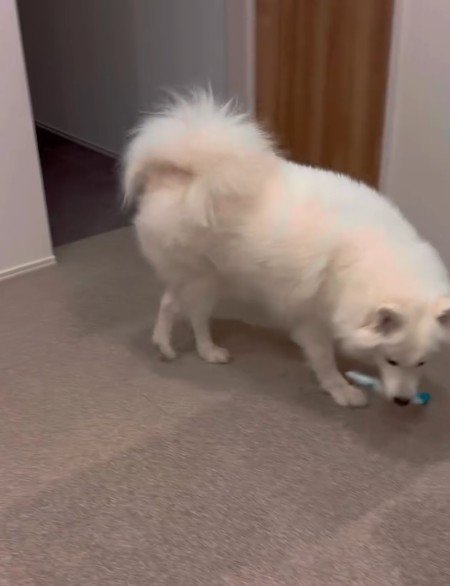 それでも拾って…