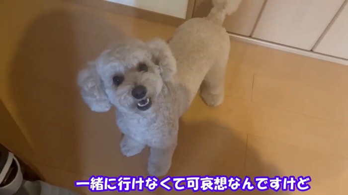 笑顔の犬