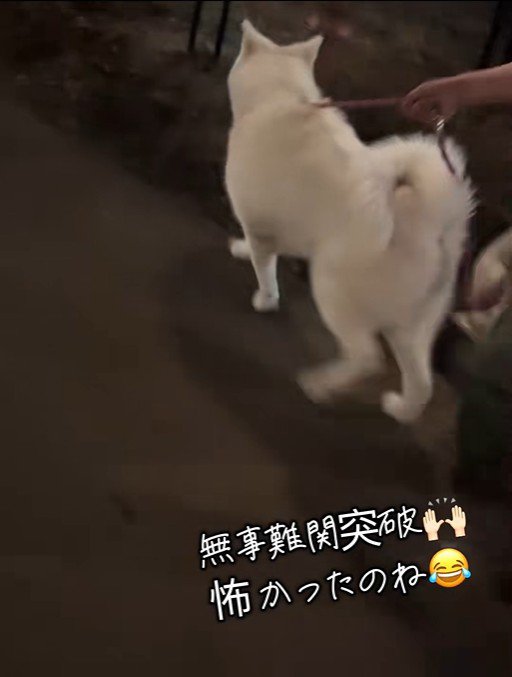 軽快に歩き出しました♪