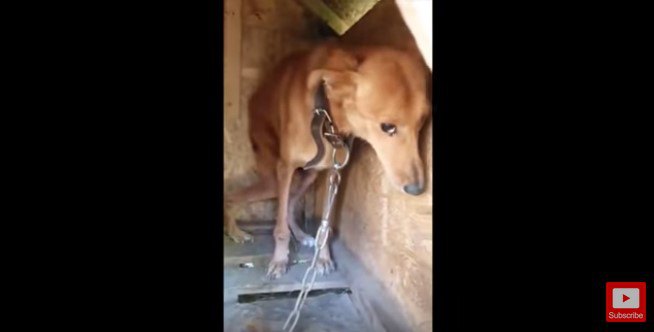 犬小屋の奥で縮こまる犬