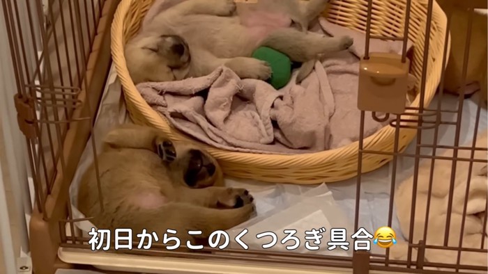 仰向けに寝る犬