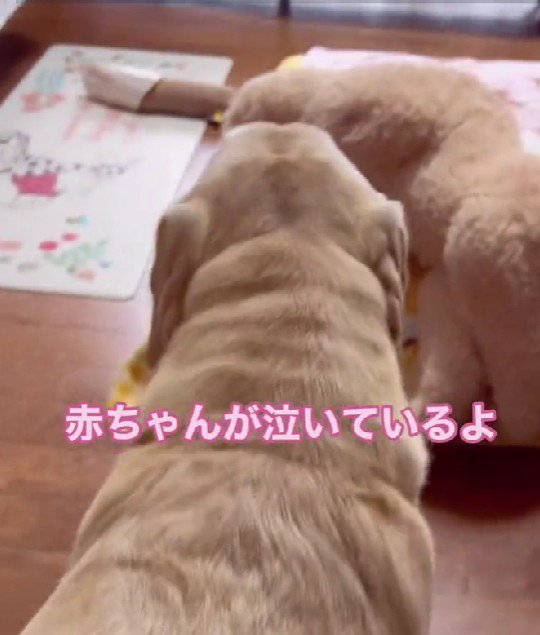 赤ちゃんの泣き声を聞いて…