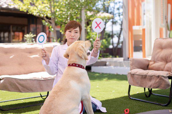 犬にコーラを飲ませてはいけない理由