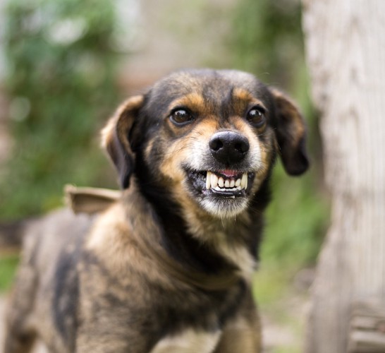 警戒して歯を剥き出す犬