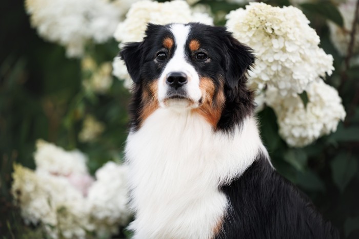 座って遠くを見つめるミニチュアアメリカンシェパード