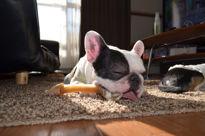 頭に食器をのせている犬