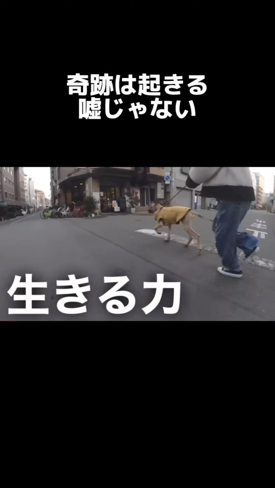 横を向く犬