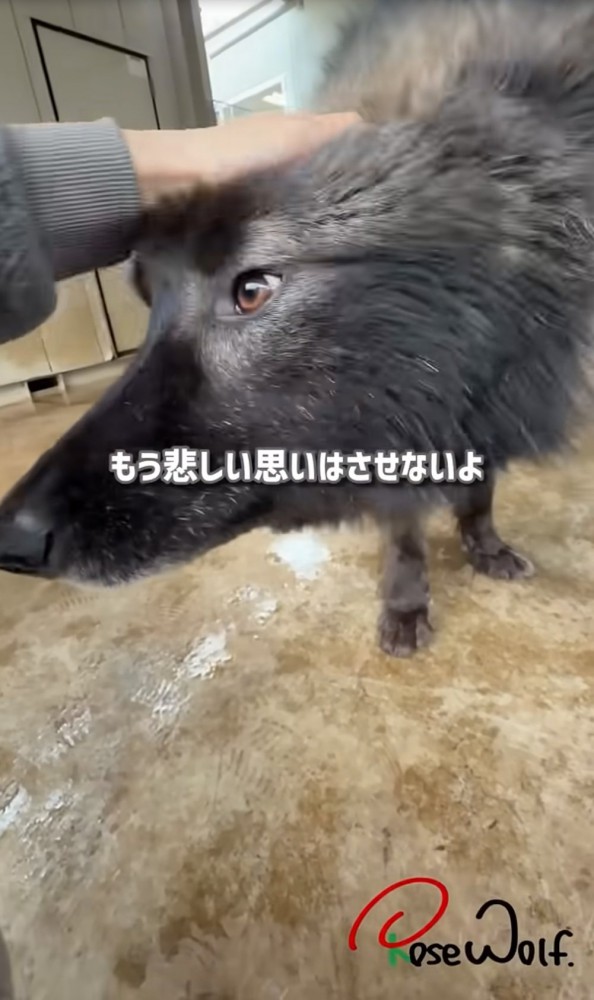 頭を差し出す犬