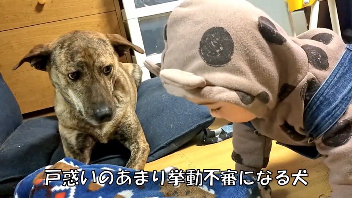 犬化する赤ちゃんとりゅうちゃん5