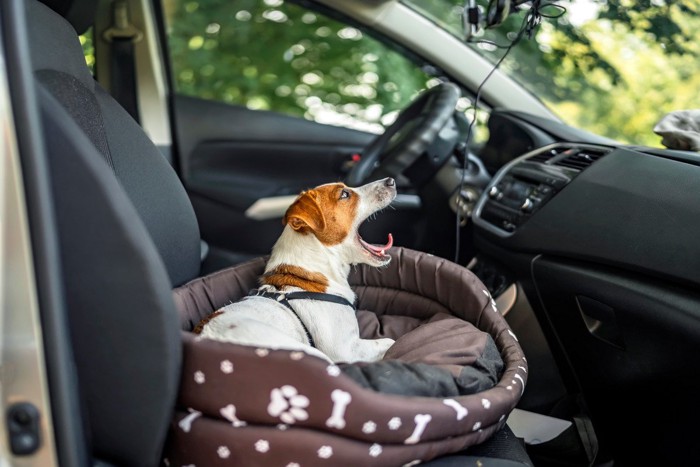 あくびをする車の中の犬