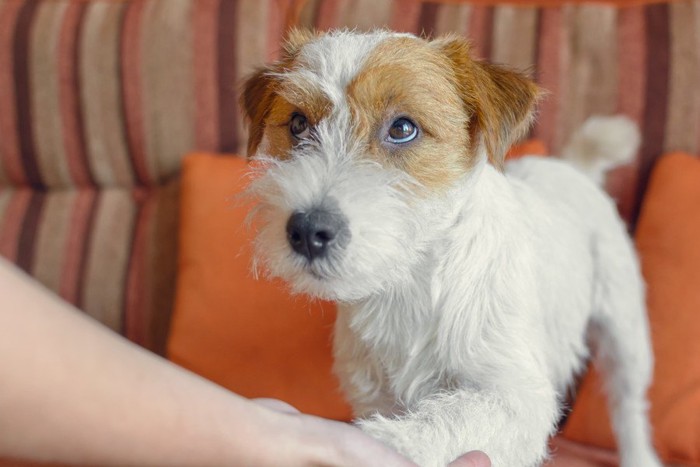 上目遣いでオテをする犬