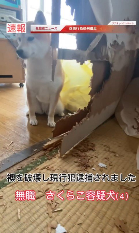 さくらこちゃんの現行犯逮捕2