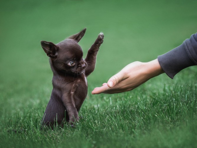 コマンドトレーニング中のチワワの子犬