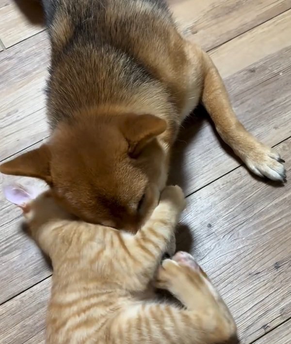 ちゃまるちゃんに抱きつくわさび君