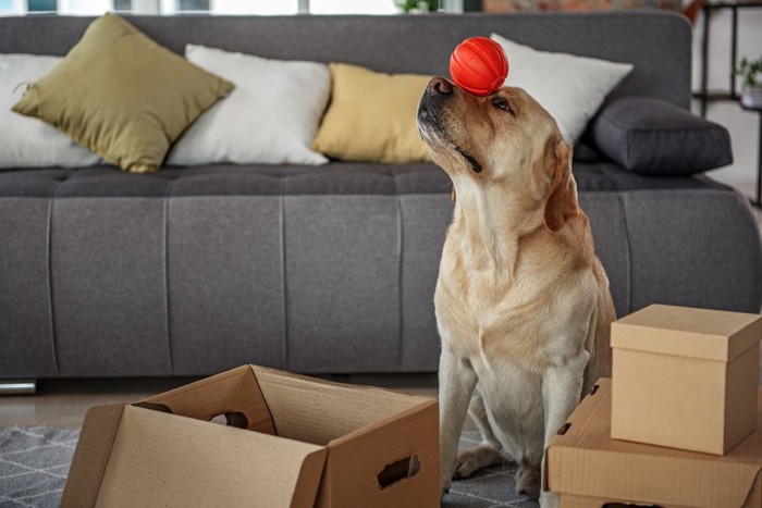 おもちゃを頭の上に乗せる犬