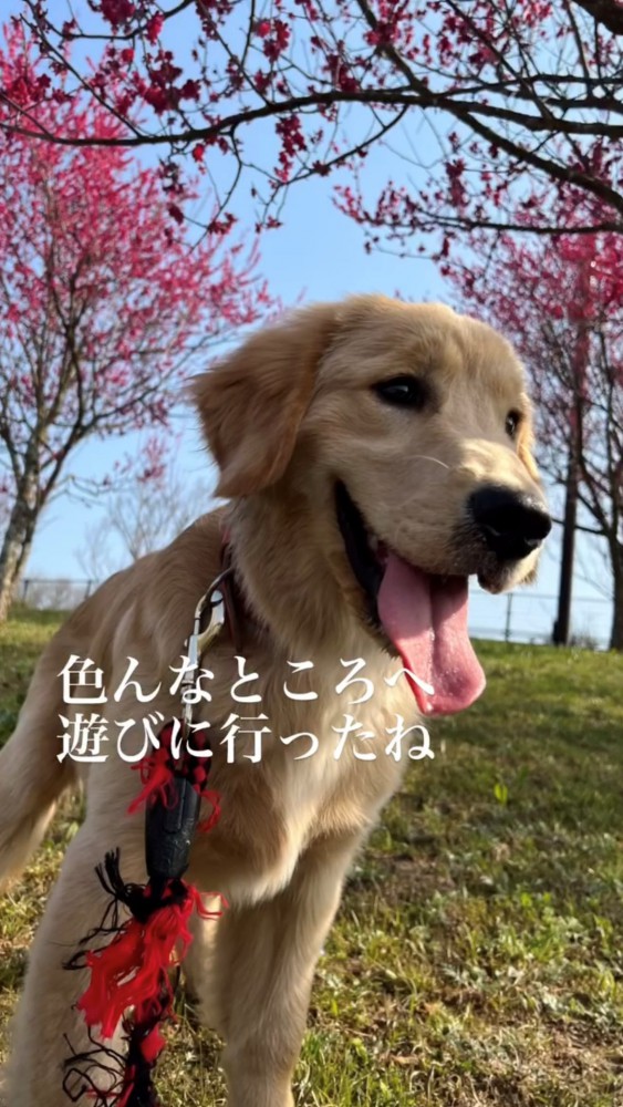 芝生の上で笑顔を見せる犬