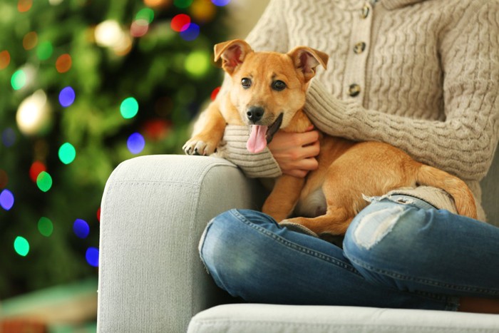 人の膝に座る犬