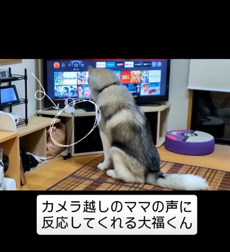 カメラを見る犬3