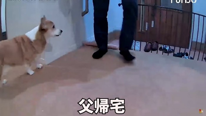 男性を迎える犬