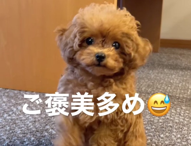 見つめる子犬