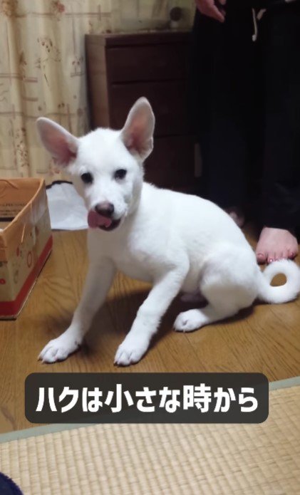 てんかん持ちのハクちゃん