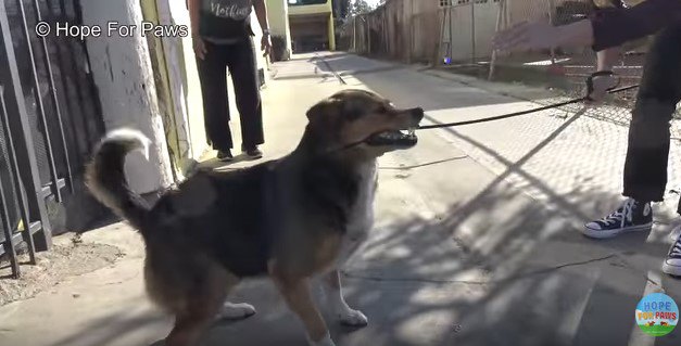 リードを噛む犬