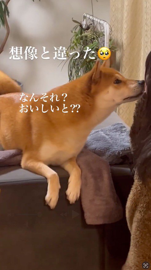 女の子に顔を寄せる犬