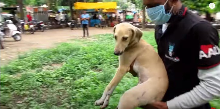 犬を保護します