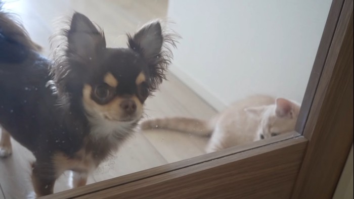 除いている犬と猫