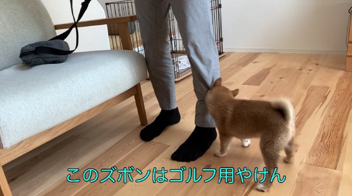 ゴルフ用ズボン