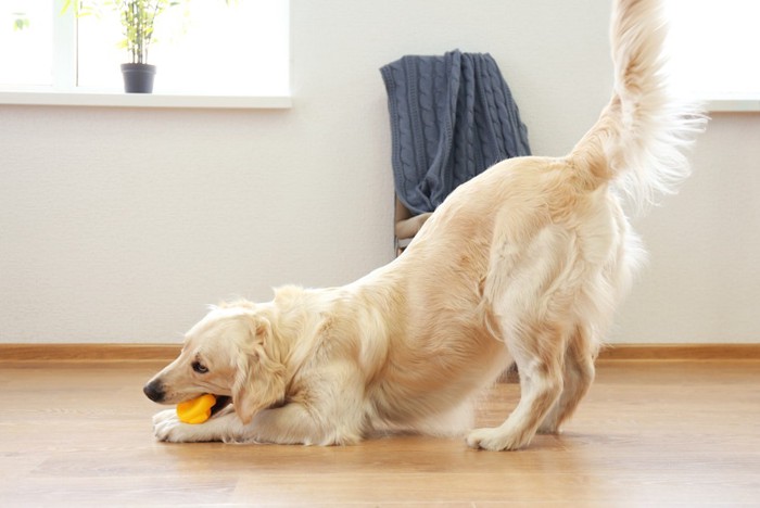 ボール遊びをする大型犬