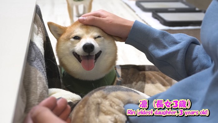 お兄ちゃん帰省時の豆柴4兄妹8