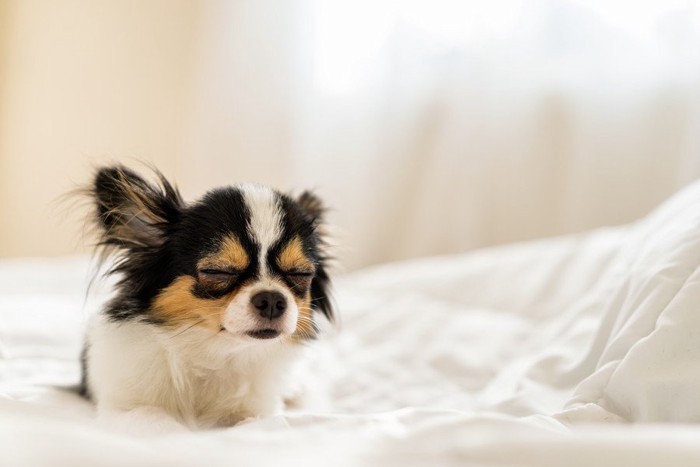 ベッドの上で目を閉じる犬