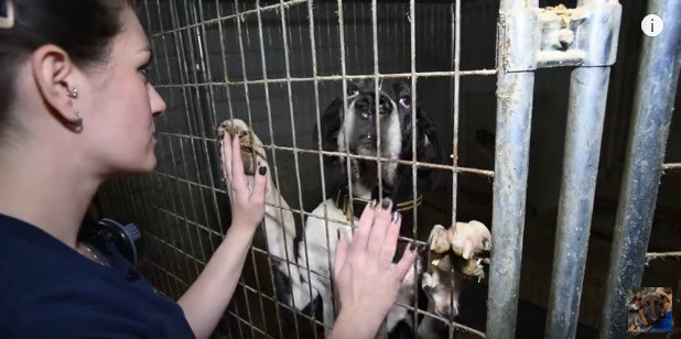 後足で立ち上がった犬