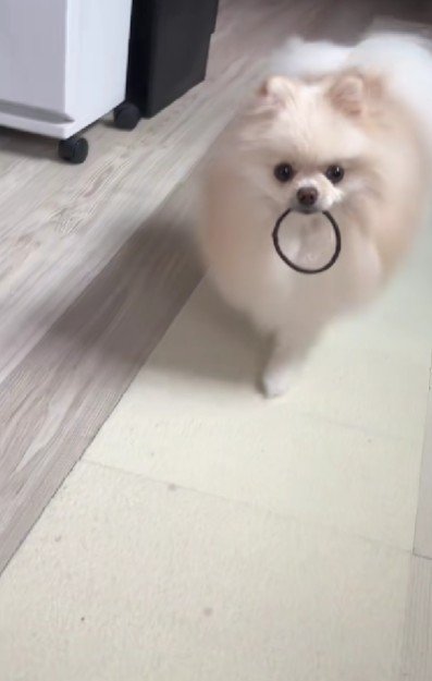 うるちゃんが持ってきてくれた！
