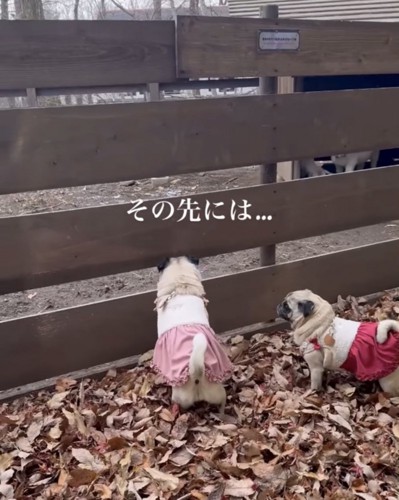 柵から覗く犬