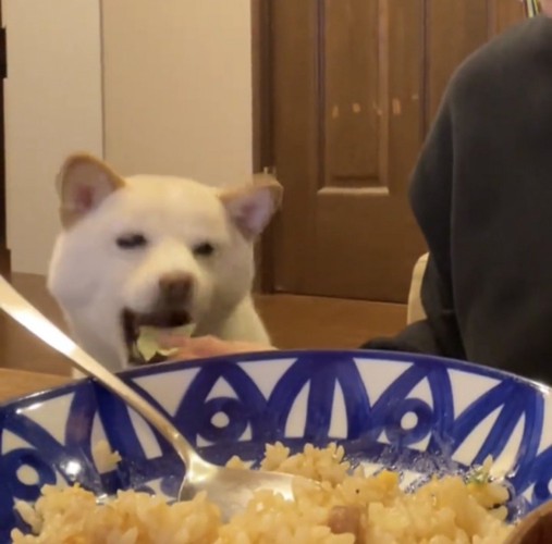 キャベツを食べる犬