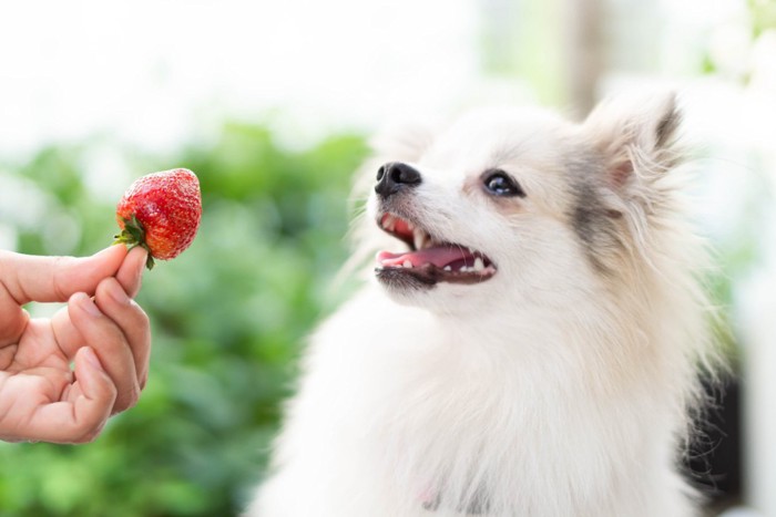 いちごと犬