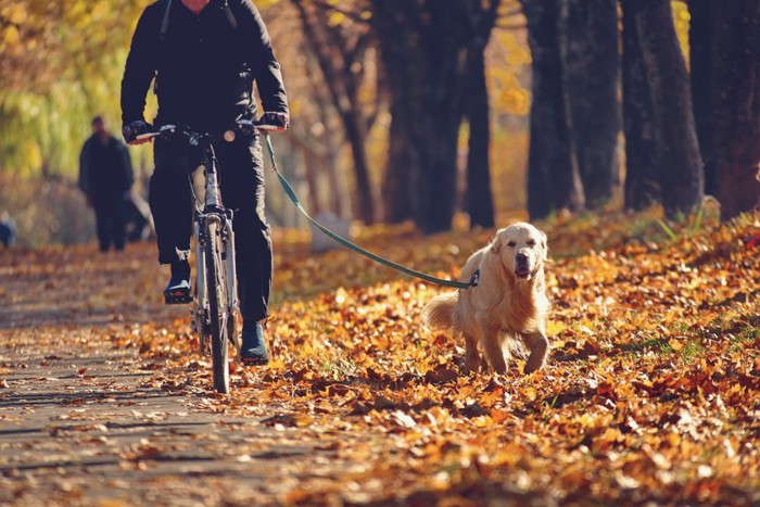 自転車で引っ張られる犬