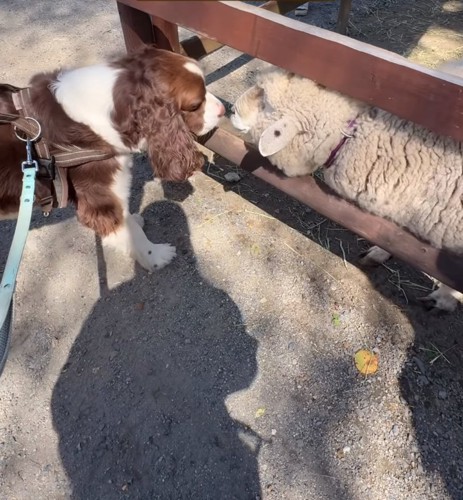 羊と犬