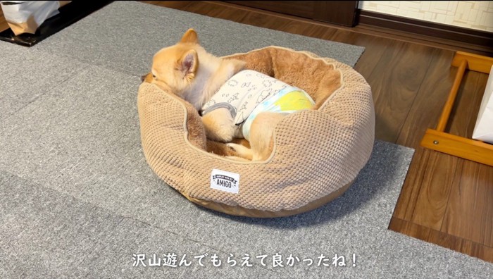 犬用ベッドで眠る犬