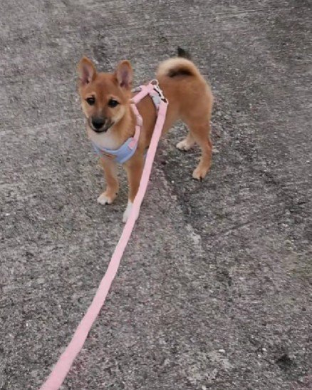 初々しい散歩デビュー